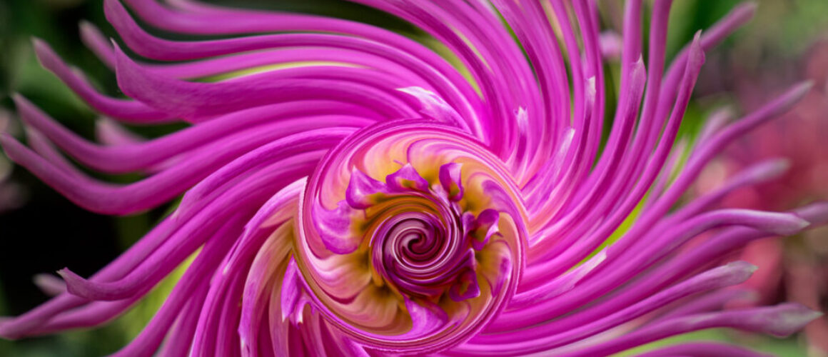 Flower spiral with inner and outer spirals