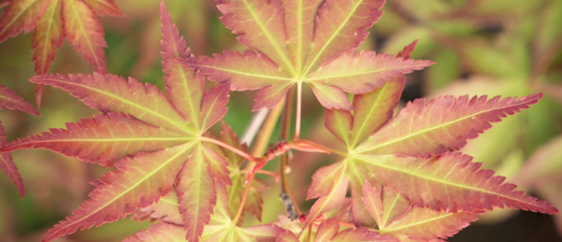 alanzuckerphoto-P1180605