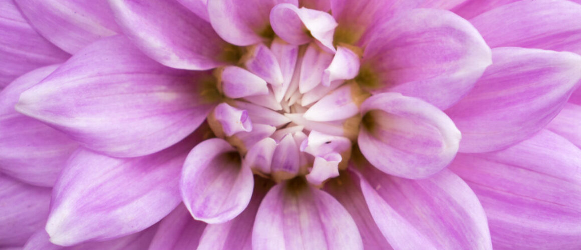 purple macro shot of a dahlia