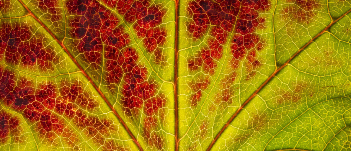 alanzuckerphoto-w-P1450560