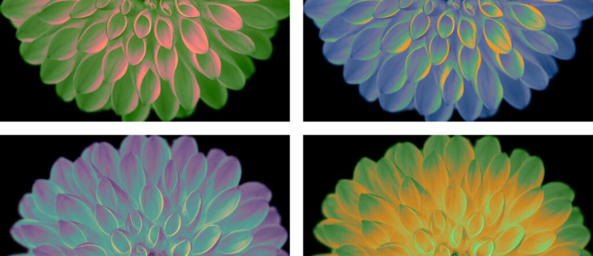 alanzuckerphoto-four-up-00