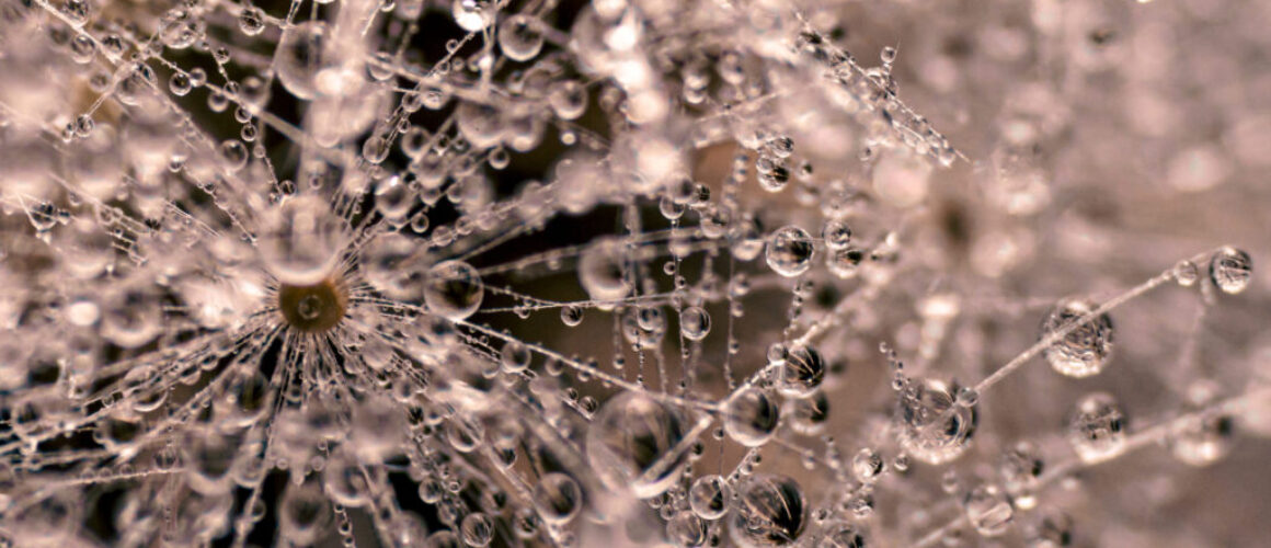 water drops on dandelion seed pod