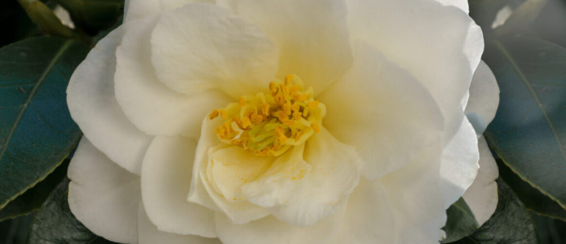white flower with golden center