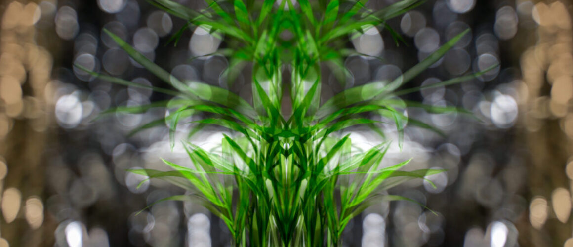 green plant in front of silver and gold