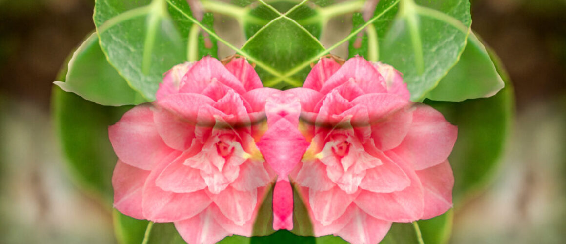 abstract image that looks like an owl