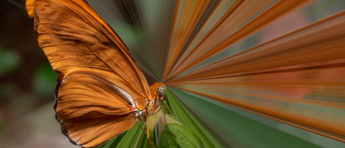 fine art image of butterfly