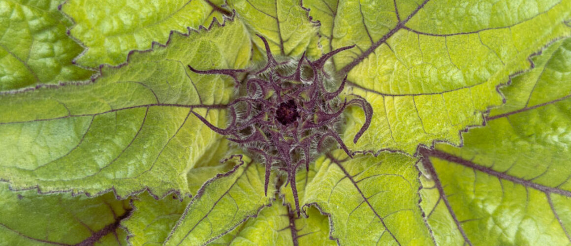 alanzuckerphoto-20230617IMG_0917