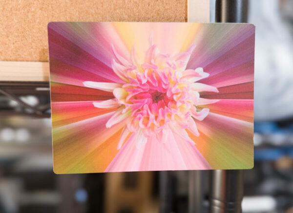 Colorful, magnet flower photo