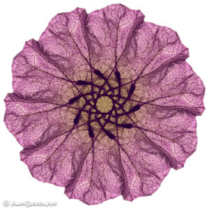Boogie Down Bougainvillea - 8x8 metal print with floater mount