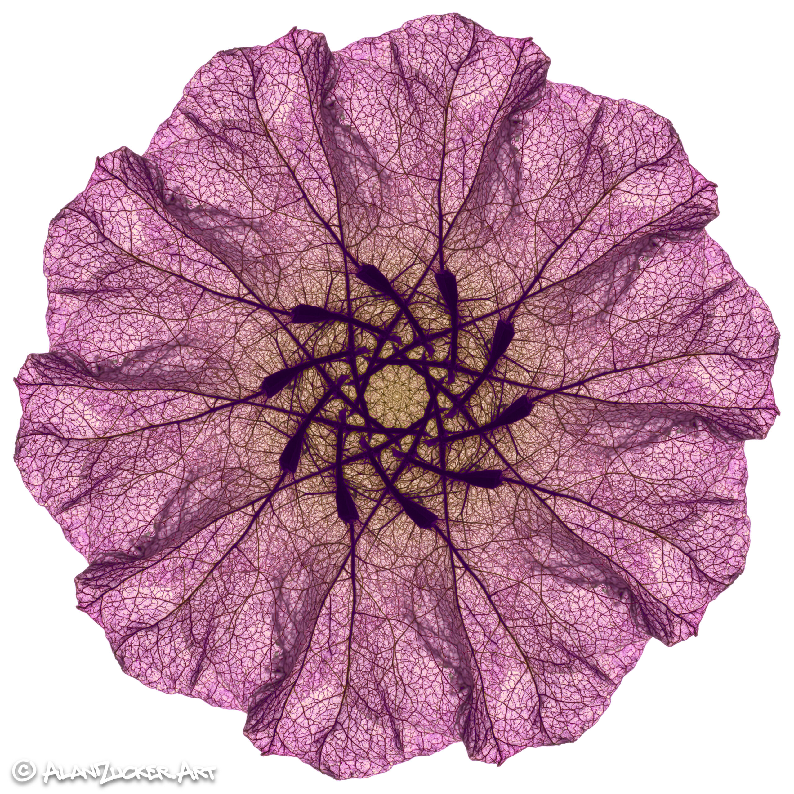 Boogie Down Bougainvillea - 8x8 metal print with floater mount