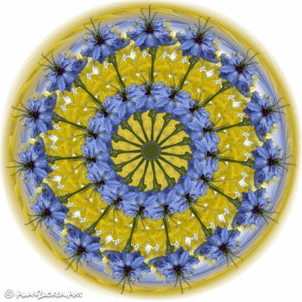 Magical Cornflower