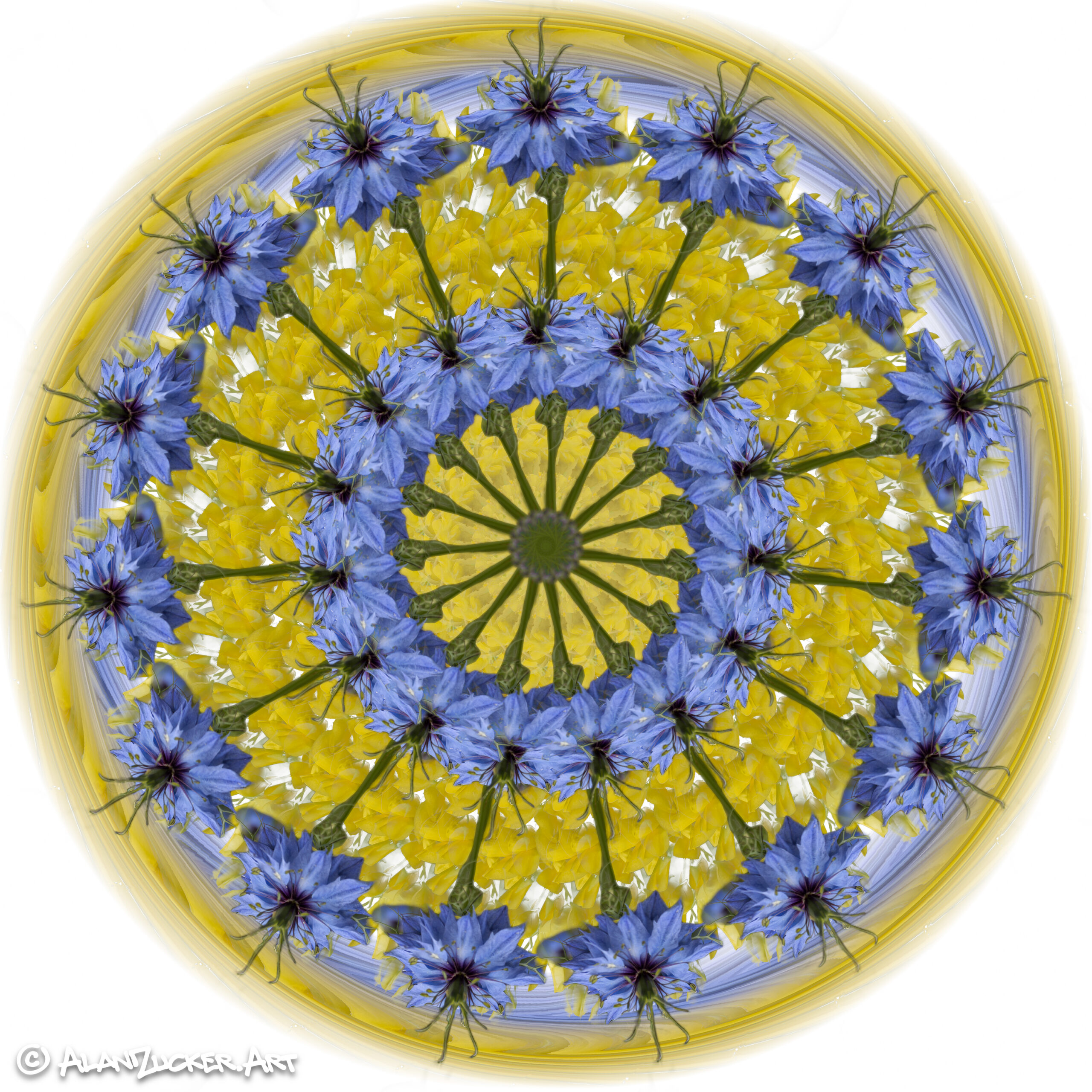 Magical Cornflower - 8x8 metal print with float mount
