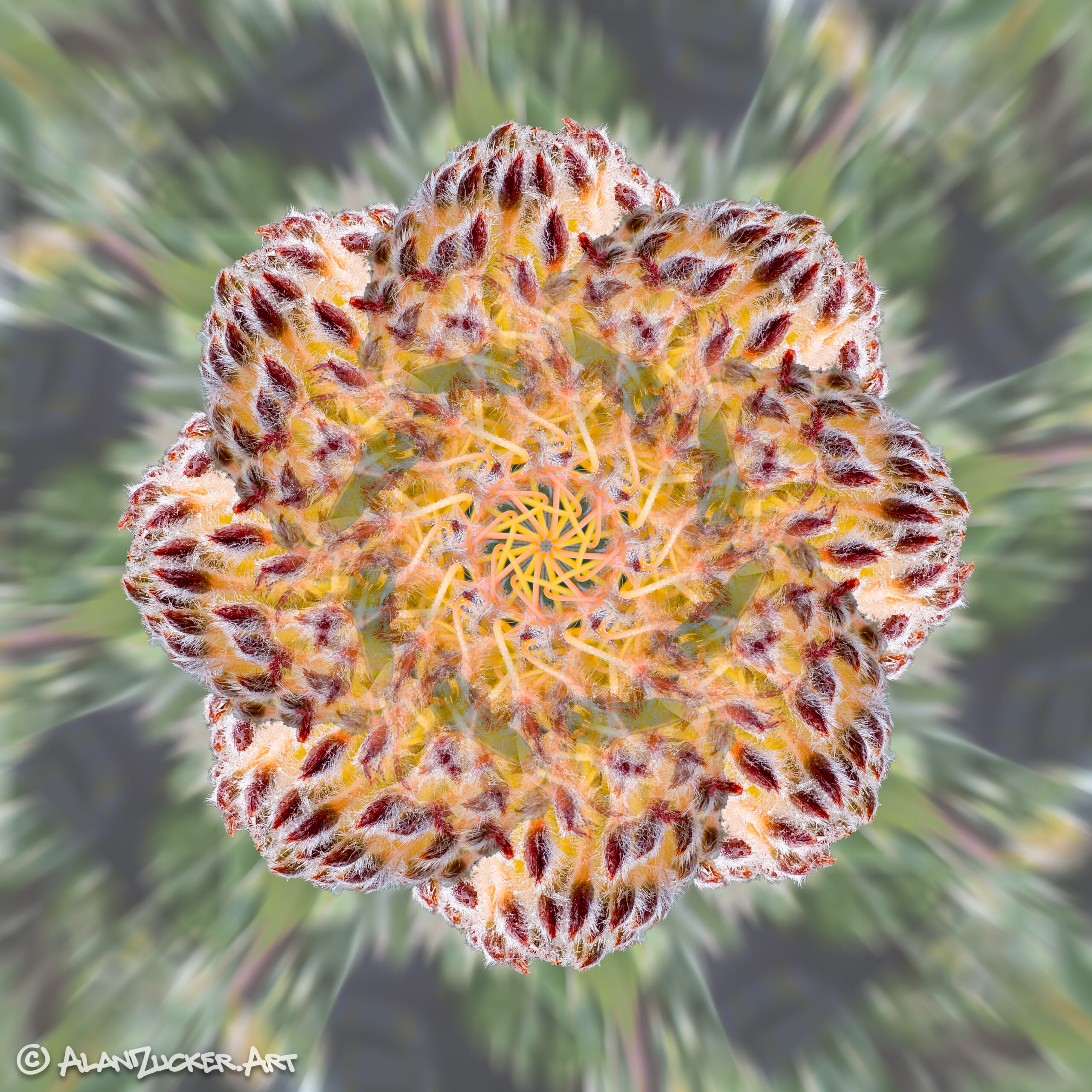 Strength and Resilience Pincushion flower - 8x8 metal print with Float Mount