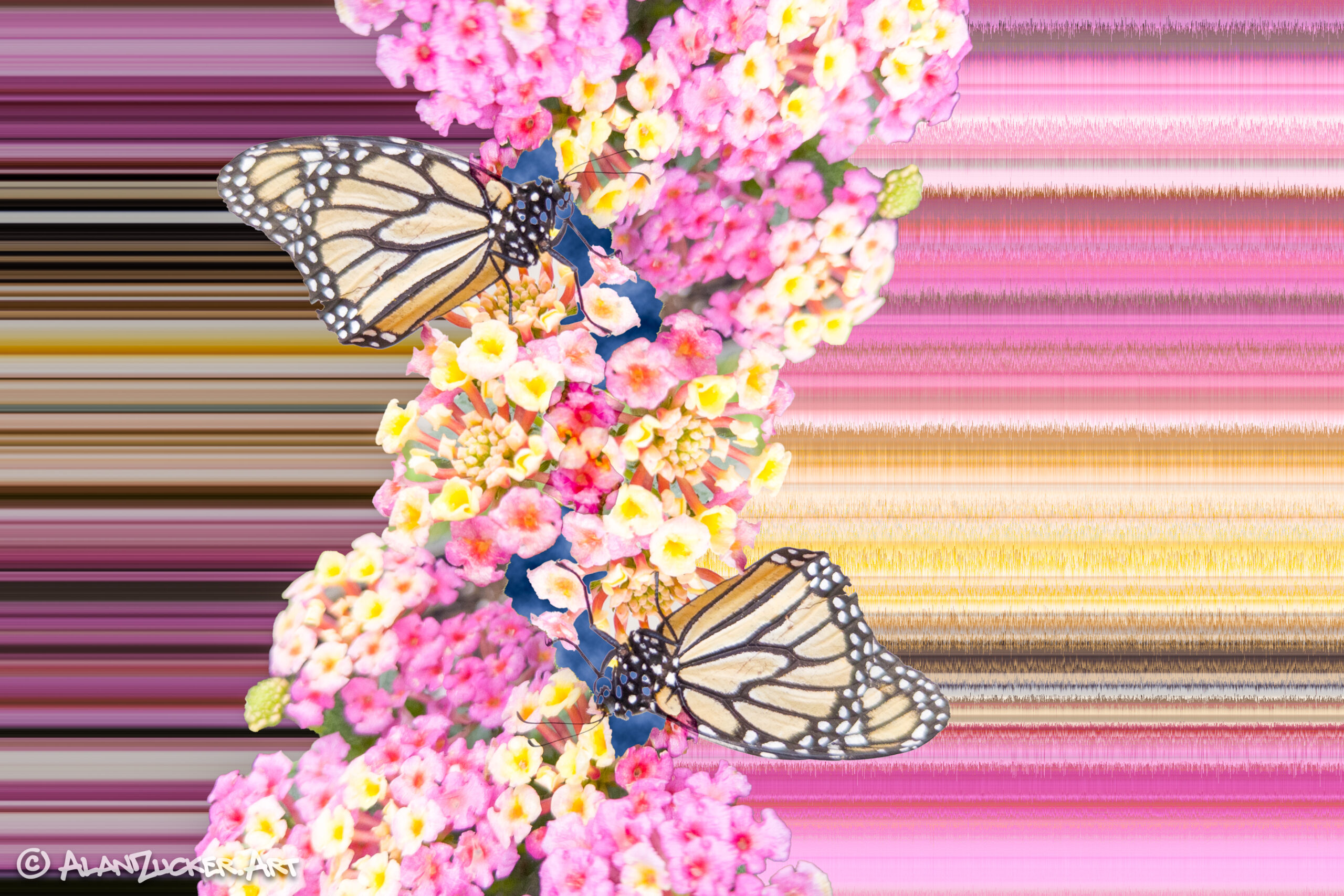 Butterflies Z - 8x12 with float mount - Limited Quantities on hand