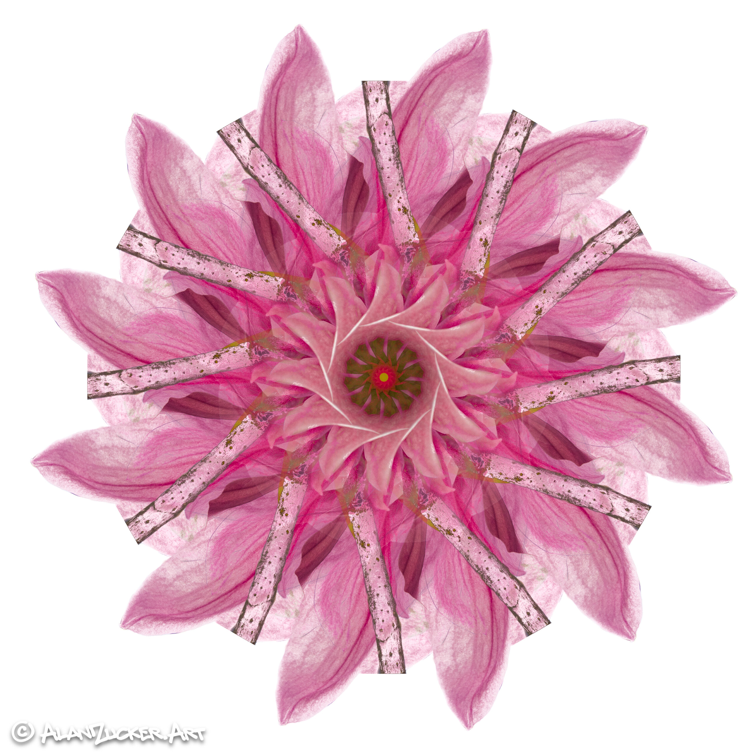 Magnolia Moving with Grace -- 8x8 metal print with float mount