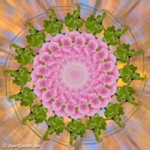 Abundance Pink Hollyhock - 8x8 metal print with float mount