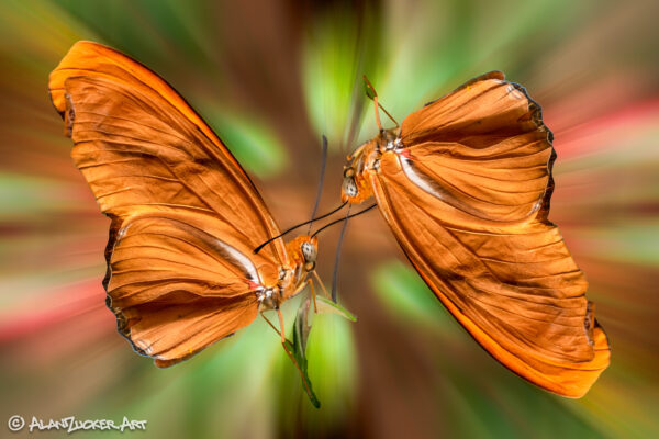 double exposure of butterflies colorful