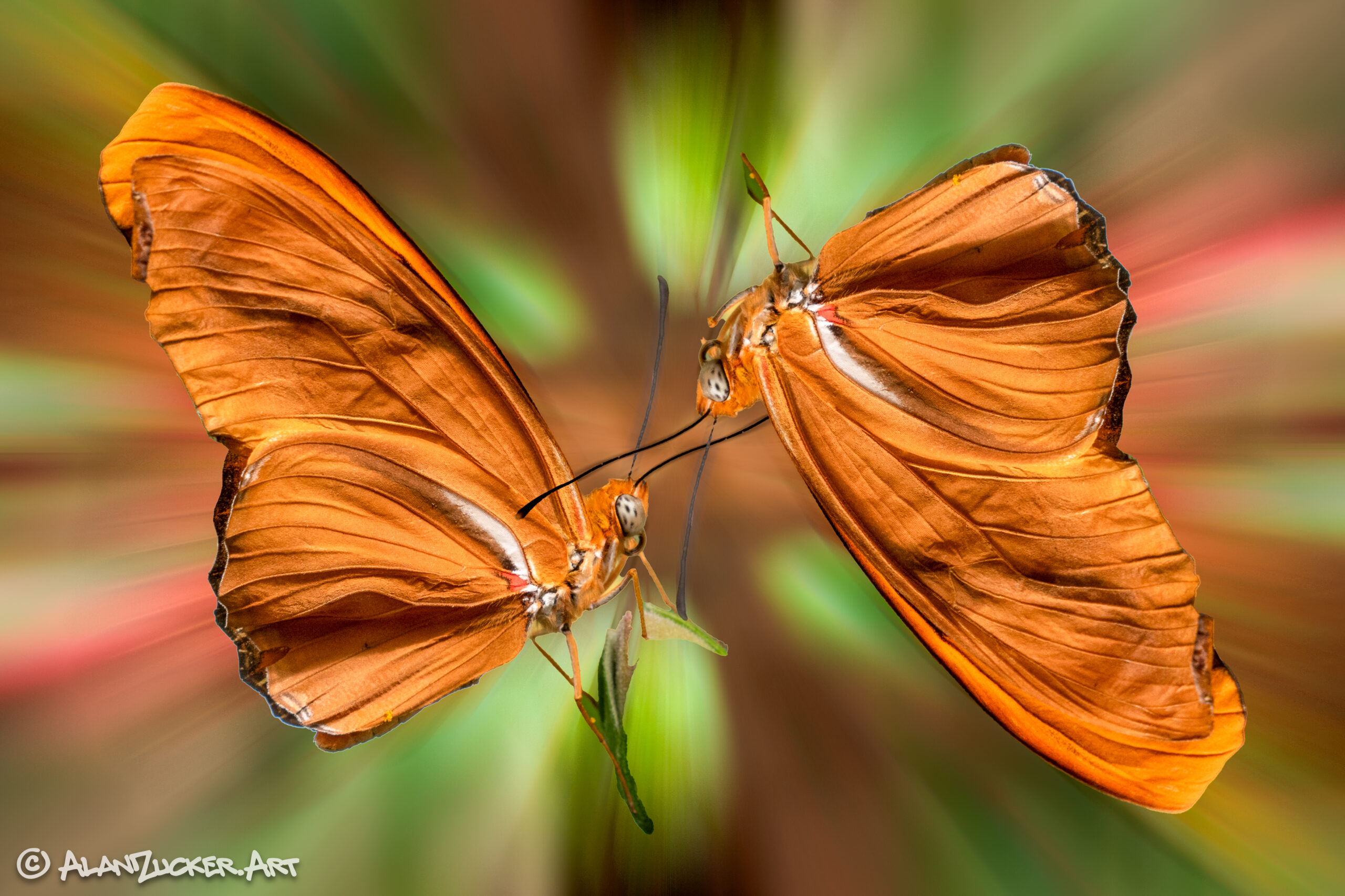 Butterfly Yin Yang - 8x12 with float mount - Limited Quantities on hand
