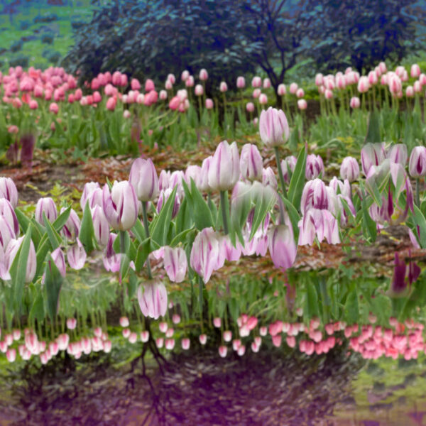 Tulips - 8x12 with float mount - Limited Quantities on hand