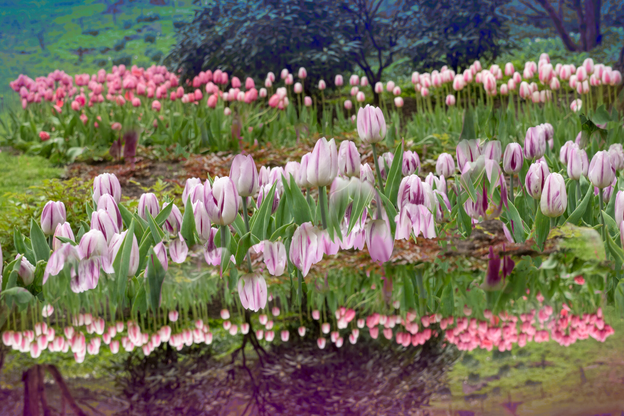 Tulips - 8x12 with float mount - Limited Quantities on hand
